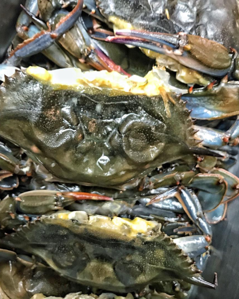 Yankee Live Crabs